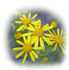 Daisies-3